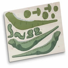 Load image into Gallery viewer, BRANDCRAFT Tuatara Wooden Model - Product Image
